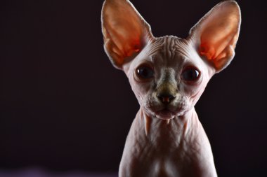 Kanada Sfenks mavi gözlü yavru kedi