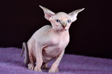 Kanada Sfenks mavi gözlü yavru kedi