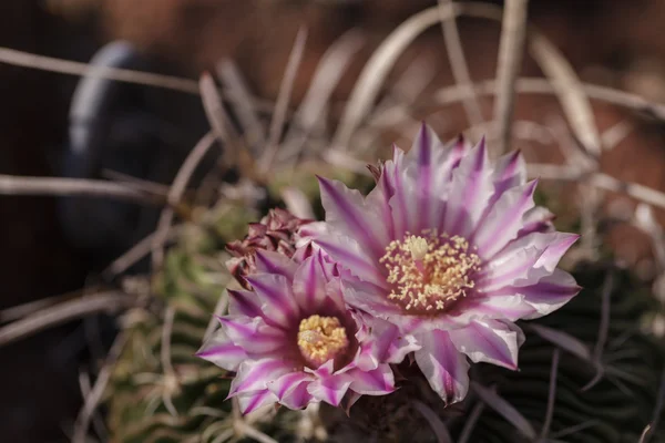 Fehér, rózsaszín és sárga kaktusz virág, Stenocactus crispatus — Stock Fotó