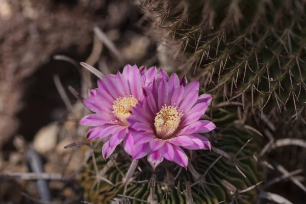 Fehér, rózsaszín és sárga kaktusz virág, Stenocactus crispatus — Stock Fotó