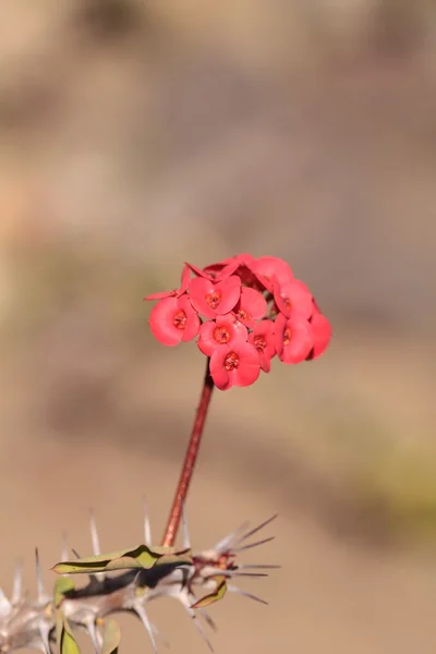 Drobné červené květy na Euphorbia milii květy — Stock fotografie