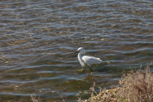 Snowy Egret, Egretta thula, vogel voedergewassen — Stockfoto