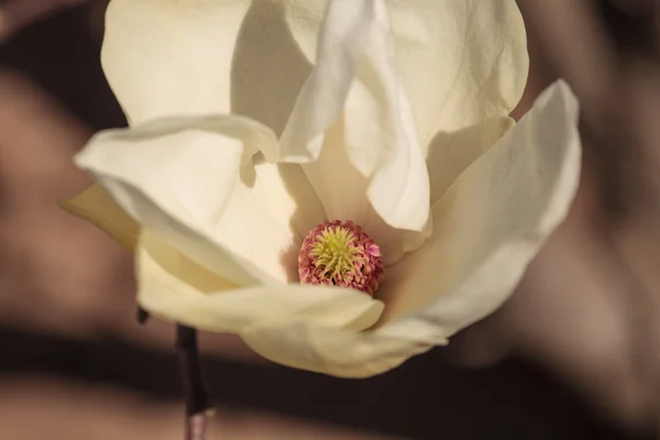 Kwiat biały magnolia, Magnolia cylindrica — Zdjęcie stockowe