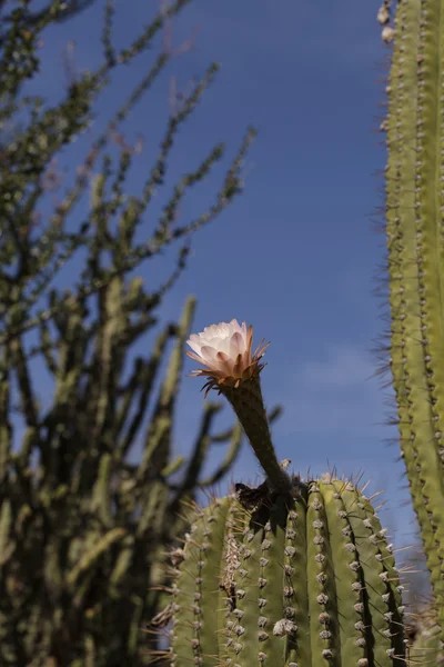 Cactus rosa lirio de Pascua — Foto de Stock