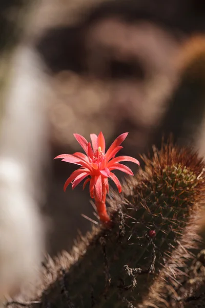 Tunilla erectociada rood Cactusbloem — Stockfoto