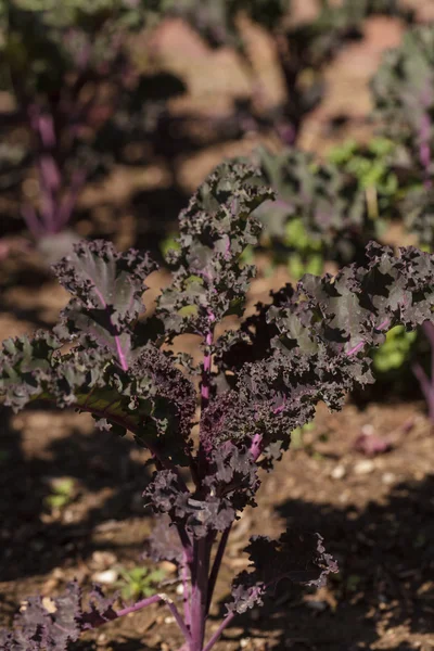 Escarlata Kale, Brassica oleracea —  Fotos de Stock