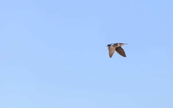 Blue Tree swallow vogel vliegt — Stockfoto