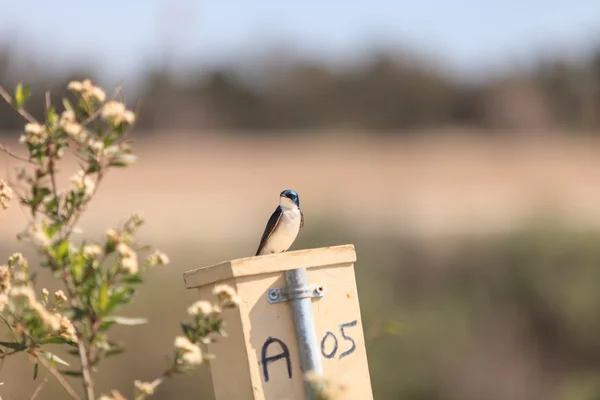Árbol azul tragar pájaro en un nido caja — Foto de Stock