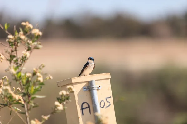 Mavi ağaç swallow kuş yuva kutusu üzerinde — Stok fotoğraf