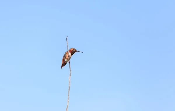 Vörhenyes kolibri ülőrudak a fióktelep — Stock Fotó