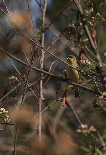 European greenfinch bird — Stock Photo, Image