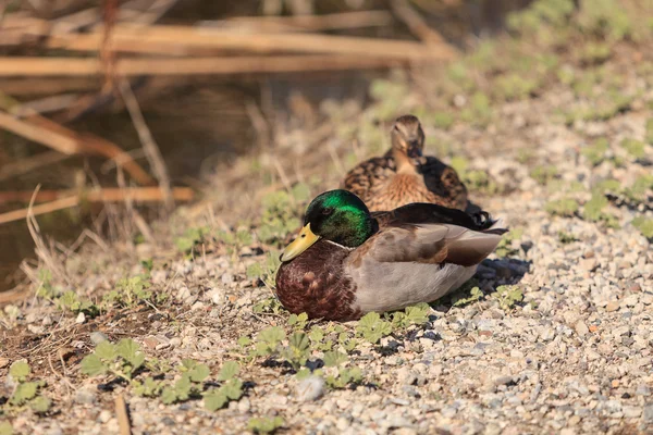 Pássaro de pato selvagem Mallard — Fotografia de Stock