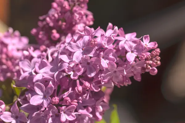 Planta lila común, Syringa vulgaris —  Fotos de Stock