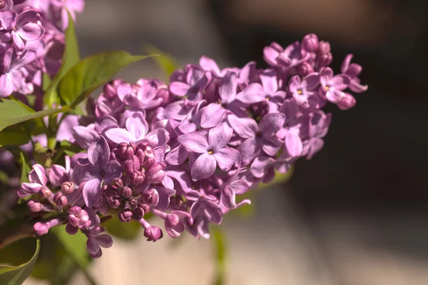 Planta lila común, Syringa vulgaris —  Fotos de Stock