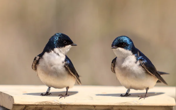 Kék fa fecske madár — Stock Fotó