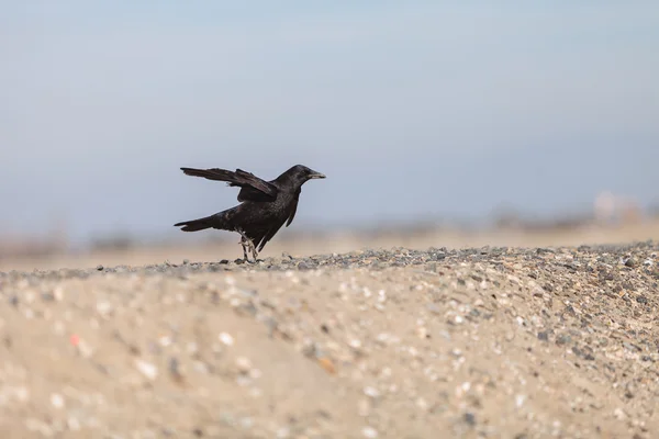 Fekete Holló madár — Stock Fotó