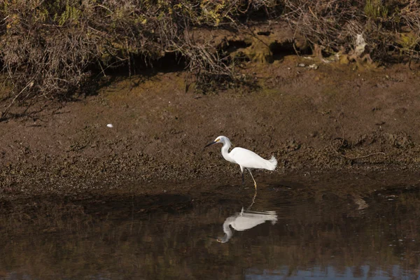 ユキコサギ、Egretta ユキコ、池の中の鳥 — ストック写真