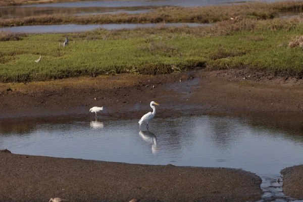 Snowy Egret, Egretta thula, vogel in vijver — Stockfoto