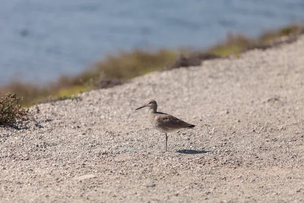 Lang gefactureerde vind shorebird — Stockfoto