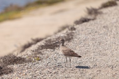Uzun fatura Dowitcher sorusorması
