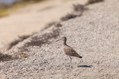 Uzun fatura Dowitcher sorusorması