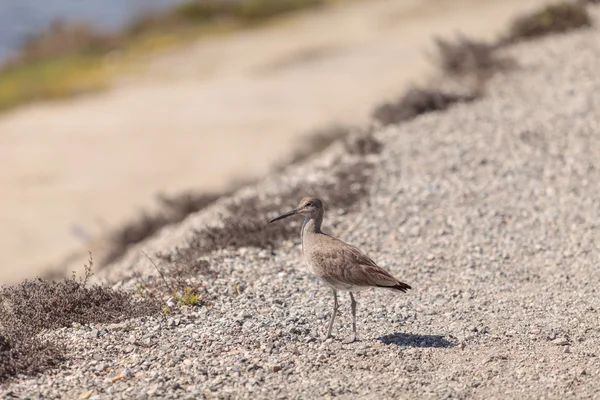 Pássaro-da-praia de Dowitcher de bico comprido — Fotografia de Stock