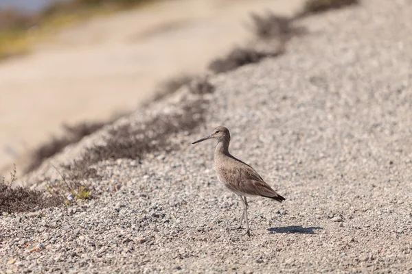 Pássaro-da-praia de Dowitcher de bico comprido — Fotografia de Stock