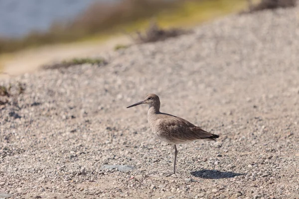 Pássaro-da-praia de Dowitcher de bico comprido — Fotografia de Stock