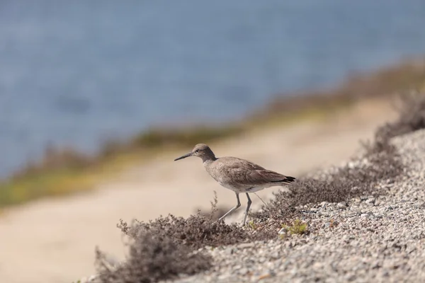 Oiseau de rivage Dowitcher à long bec — Photo