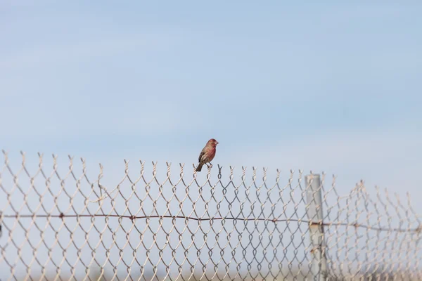 男性の家フィンチの鳥 — ストック写真