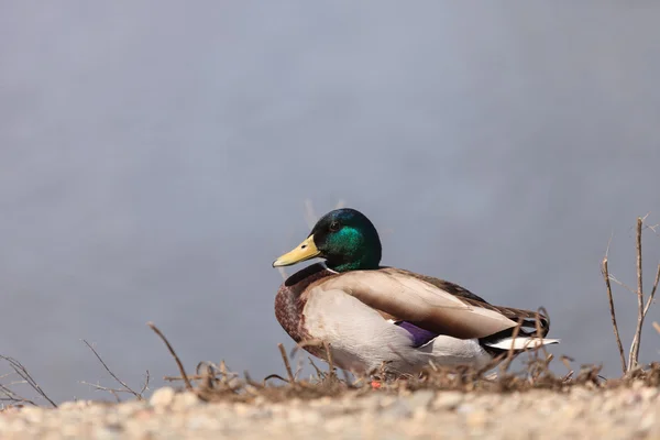 Pájaro pato salvaje Mallard — Foto de Stock