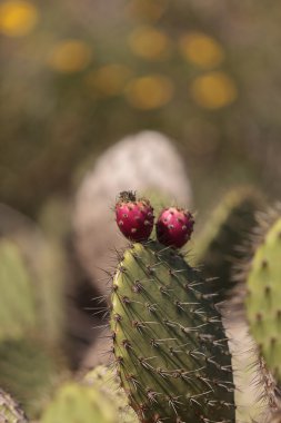 İnciri kaktüs, Opuntia, kütükler