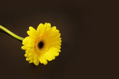 parlak sarı gerbera papatya