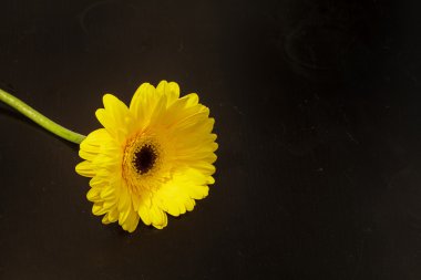 parlak sarı gerbera papatya