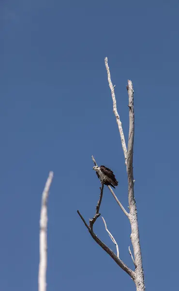 Fischadler, Pandion haliaetus — Stockfoto