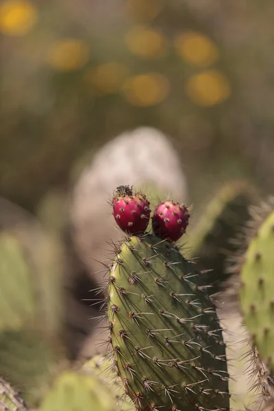 Pêra espinhosa cacto, Opuntia, flores — Fotografia de Stock