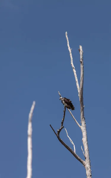 Fischadler, Pandion haliaetus, in einem Baum — Stockfoto
