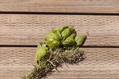 Yeşil fesleğen ve biberiye bitki yaprakları 