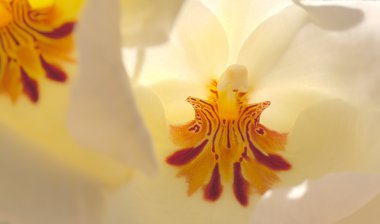 Beyaz pansy orkide Miltoniopsis