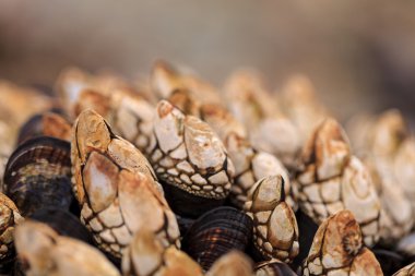 Boynu barnacle Pollicipes polymerus kümeleri