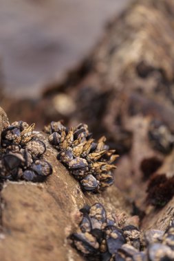 Boynu barnacle Pollicipes polymerus kümeleri