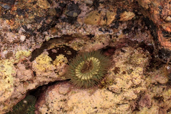 California sea anemone, Anthopleura elegantissima