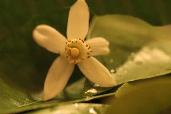 白い香りのよいオレンジの花 — ストック写真