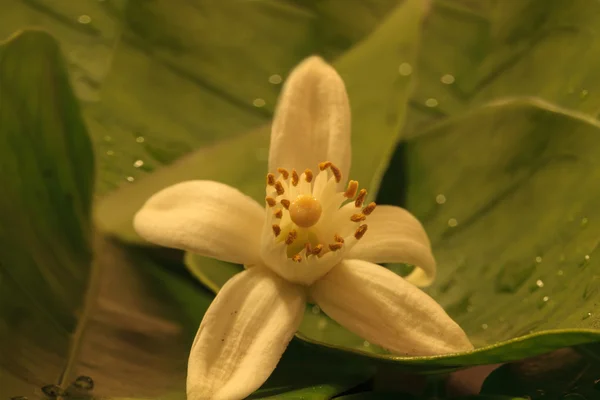 Witte geurende oranjebloesem — Stockfoto