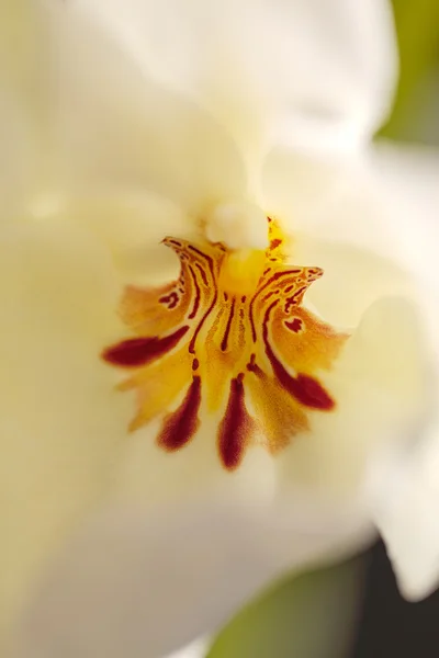 白色潘西兰花 Miltoniopsis 背景 — 图库照片
