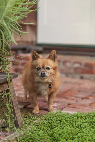 Pomeranian and Chihuahua mix — Stock Photo, Image