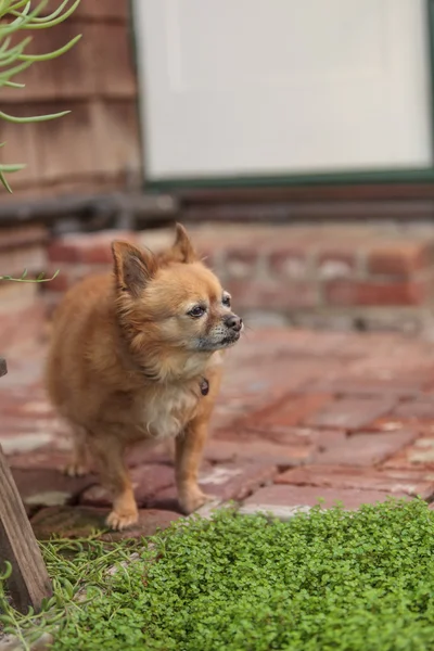 Pomeranian and Chihuahua mix — Stock Photo, Image