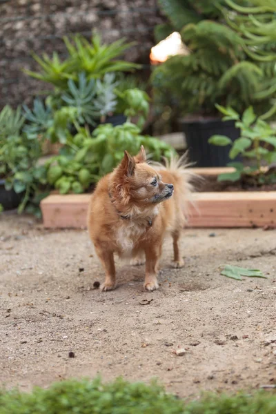 Pomeranian and Chihuahua mix — Stock Photo, Image