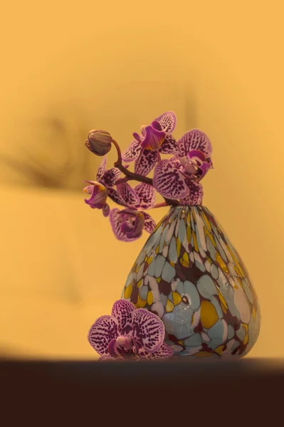 Orquídea de Aranda manchada de roxo — Fotografia de Stock