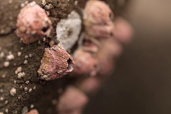 Pink barnacle Tetraclita rubescens — Stock Photo, Image